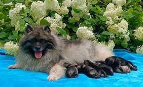 Německý špic vlčí / keeshond prodám štěňata s PP - 1