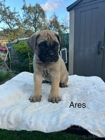 Bullmastiff, bulmastif šteniatka