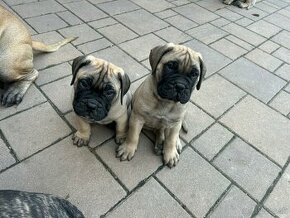 Bullmastiff, bulmastif šteniatka