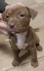 Šteniatka pitbull