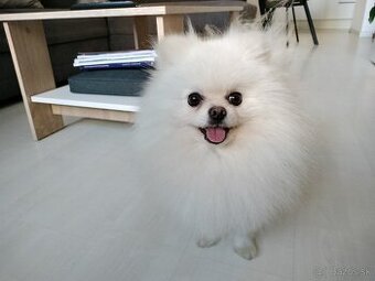 Pomeranian krytie