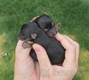Mini Yorkshire terrier