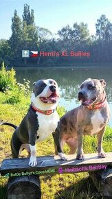 ŠTĚŇATA American Bully XL ABKC barva Merle, Blue, Champagne - 1