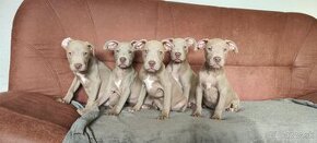 Americký pitbulterier pitbul pitbull silver fawn rarita