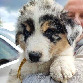 Rozkošné šteniatko dostupné na adopciu