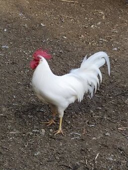 Leghorn