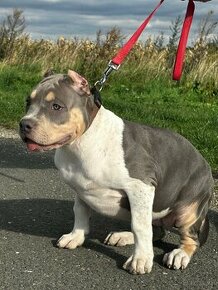 American bully XL zrušená rezervácia