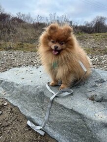 Pomeranian psik