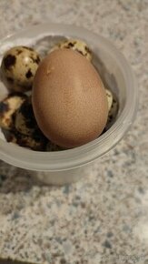 Prepeličie a Perličie vajcia - 1
