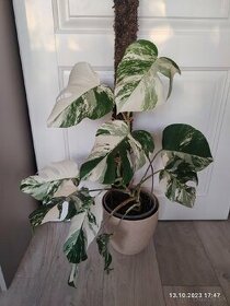 Monstera albo Variegata  -  odrezky aj ako darček