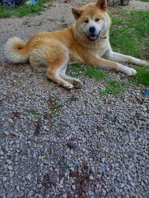 Akita inu -hachiko - 1