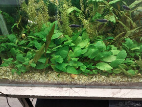 Anubias