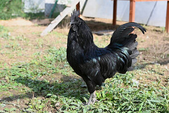 Ayam Cemani kohút dopyt