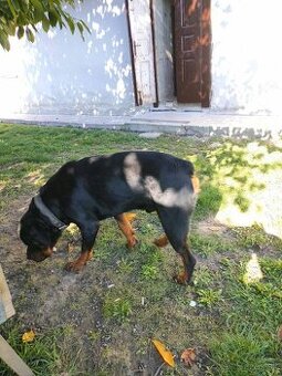 Rotvajler, rottweiler