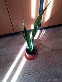 Svokrin jazyk - Svokrine jazyky - Sansevieria s kvetináčom