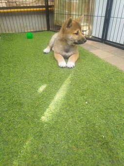 Shiba inu