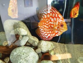 Discus