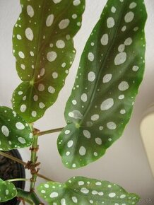 Begónia koralová - Begonia maculata