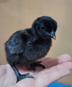 Ayam cemani