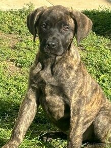 Presa canario