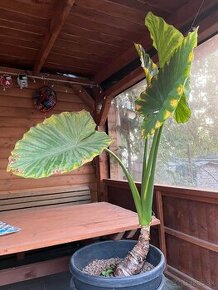 Macrorhiza alocasia - slonie ucho obrovská rastlina osobný o