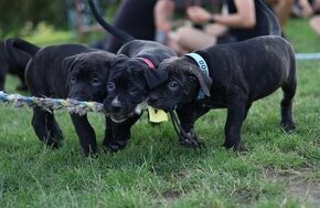 AMERICKÝ BANDOG