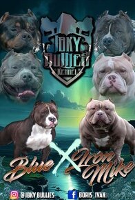 AMERICAN BULLY