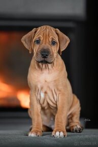 Rhodesian Ridgeback šteniatka s PP