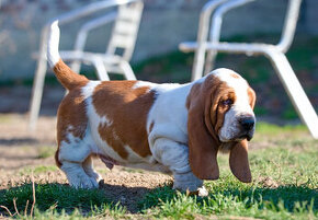 Basset Hound - šteniatka s PP zo zahraničného krytia