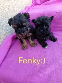 Yorkipoo, yorkshire terrier, yorkshirsky terier