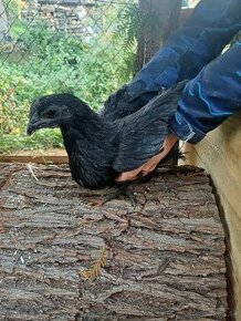 Ayam Cemani