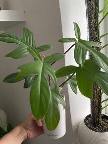 Philodendron florida ghost