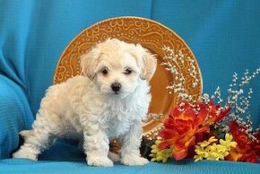 maltipoo kupim