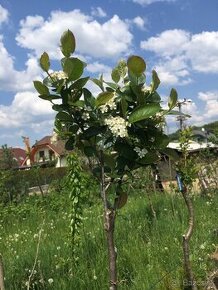 Aronia ciernoploda - Nero - stromkova forma