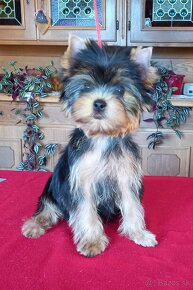 YORKSHIRE TERRIER  s PP