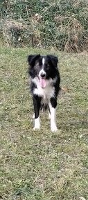 Čistokrna Border collie