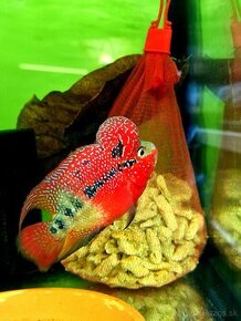 Flowerhorn - Super red king Kamfa 2tone