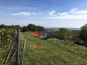 Neobrábaný vinohrad o veľkosti 791 m2, lokalita Dolné Grefty