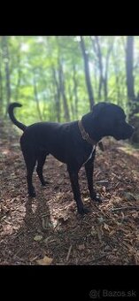 Cane Corso