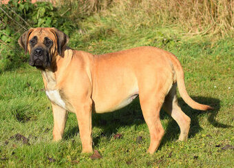 búrský buldok- boerboel-feny-garance zdravých kloubů