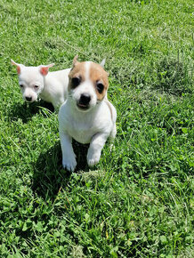 Jack Russell Teriér šteniatka