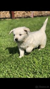 Zlaty retriever-Golden retriever - 1