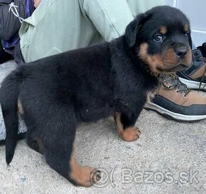 Rottweiler šteniatka