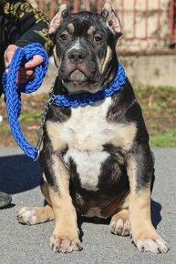 American bully XL s PP