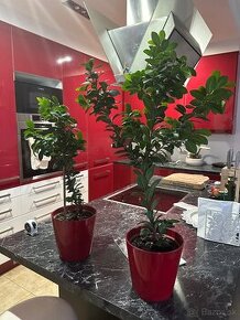 Ficus ginseng