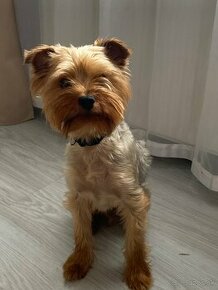 Yorkshire terrier