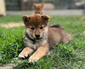 Shiba Inu