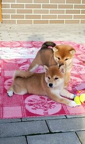 Shiba Inu