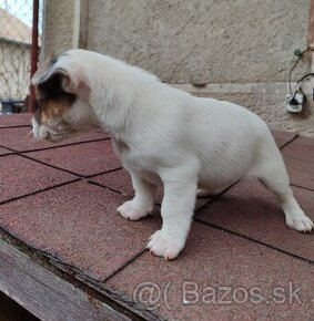 Jack Russel teriér