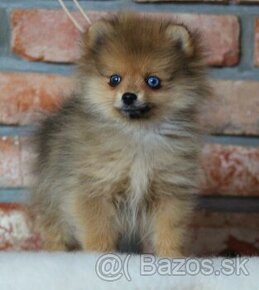 Pomeranian